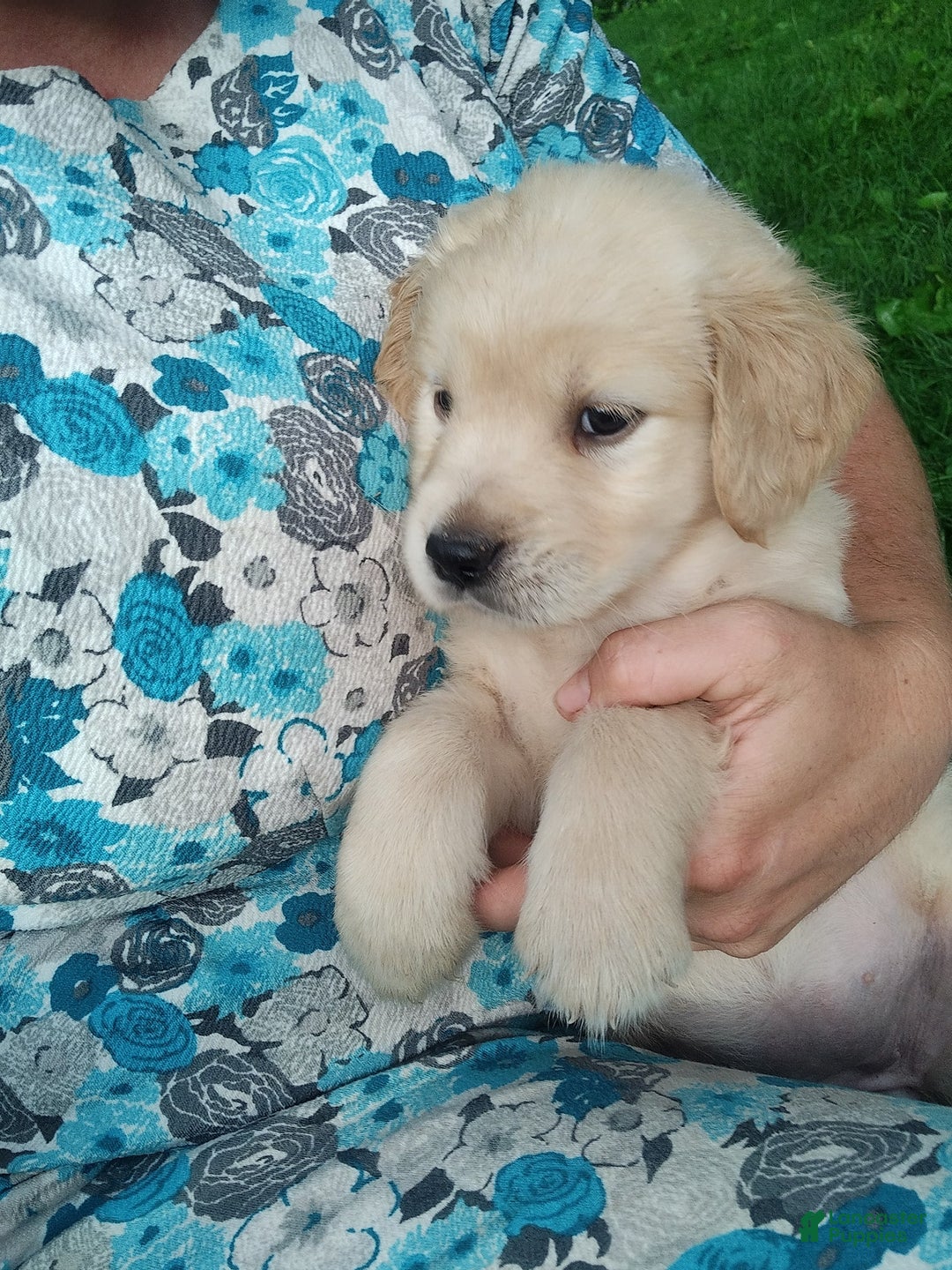 Golden Retriever dogs for sale: Prairie - Image 25