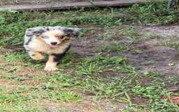 Miniature Australian Shepherd dogs for sale: F-blue - Image 2