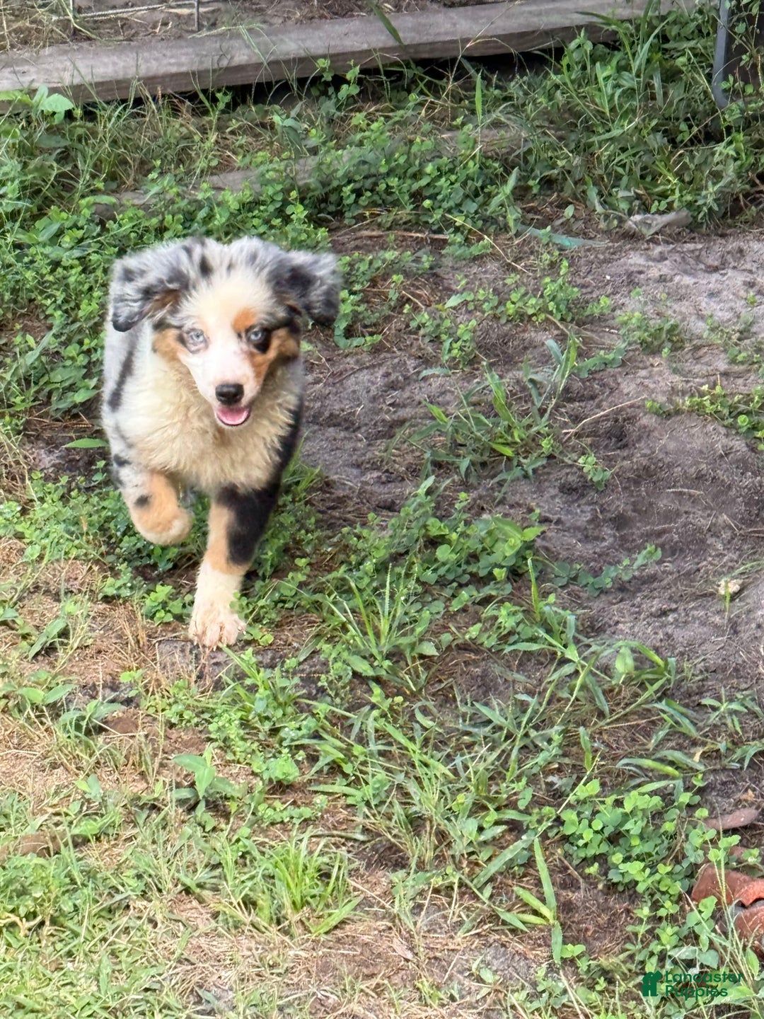 Miniature Australian Shepherd dogs for sale: F-blue - Image 2