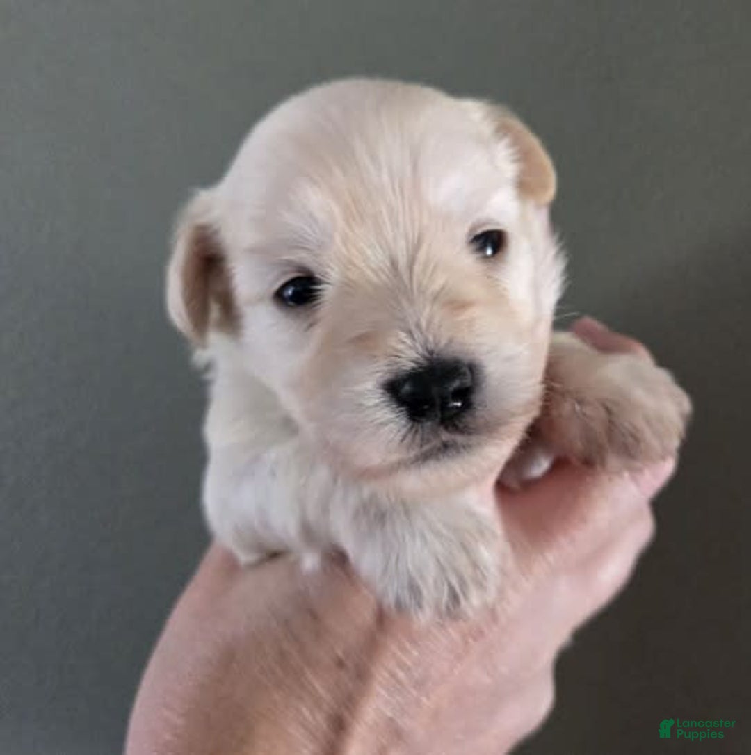 Miniature Schnauzer dogs for sale: Pup 5 - Image 2