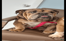 English Bulldog dogs for sale: Lavender - Image 4
