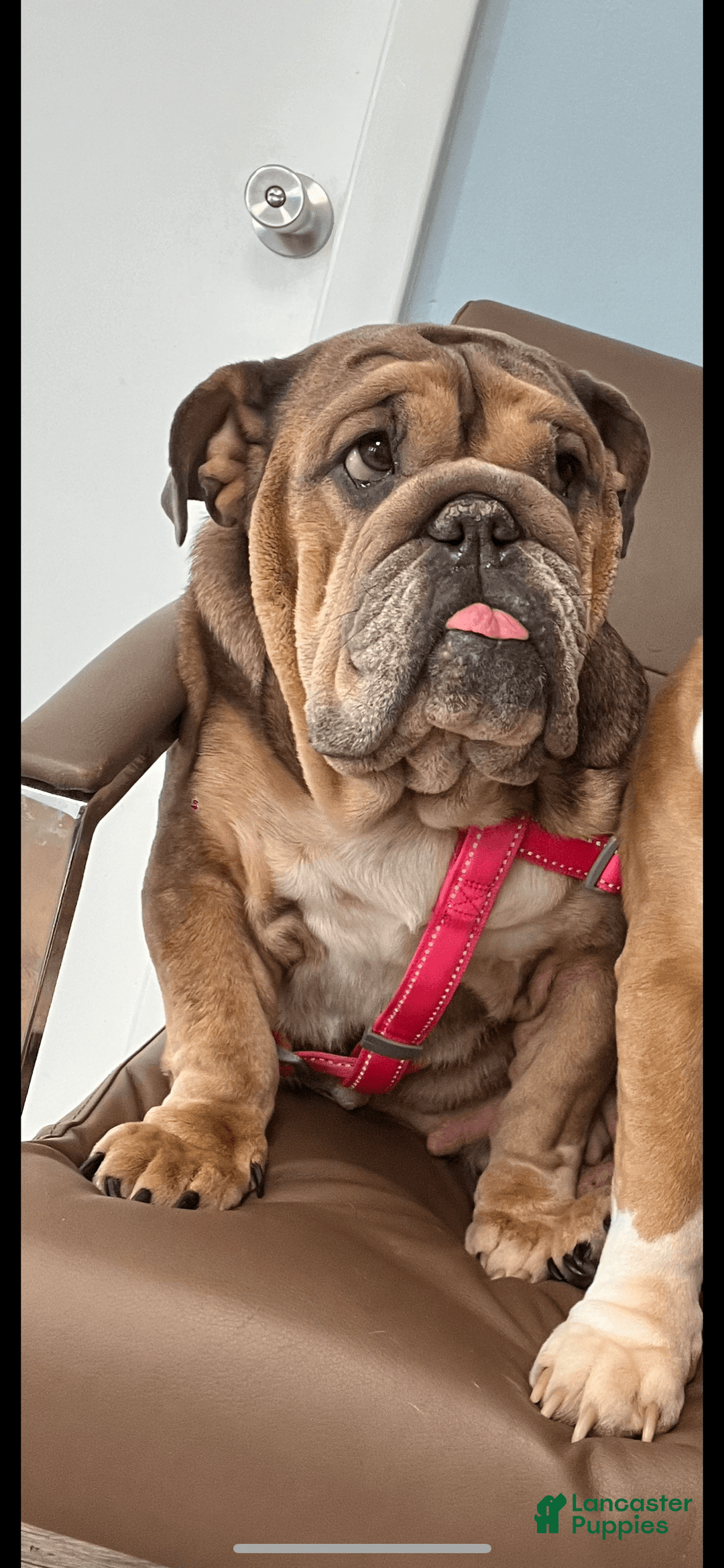 English Bulldog dogs for sale: Lavender - Image 4
