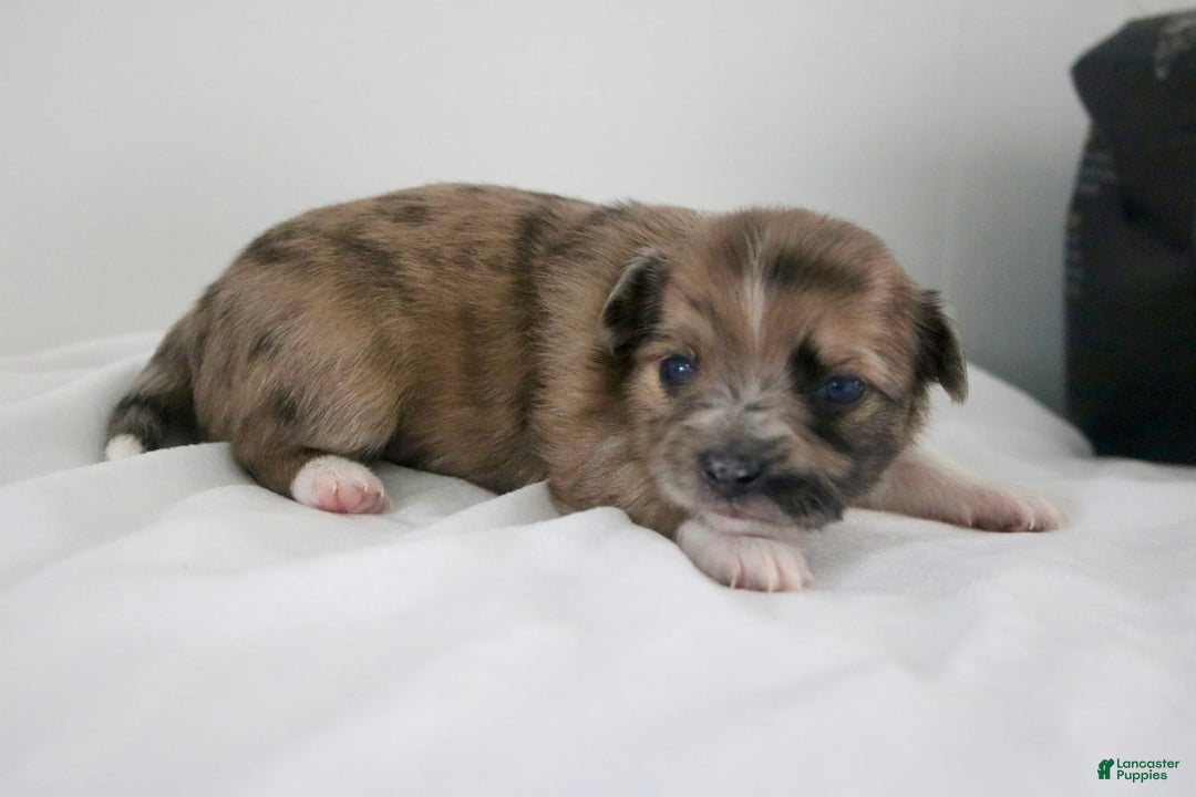 Chihuahua dogs for sale: Finn - Image 4