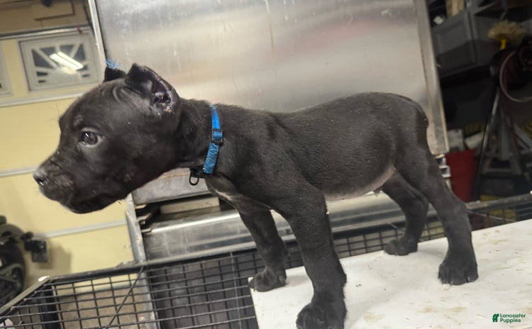 Cane Corso dogs - Advert 23