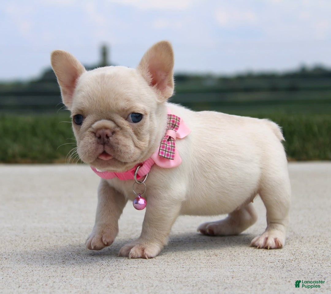 French Bulldog dogs for sale: Minty - Image 5