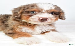 Mini Bernedoodle dogs for sale: Winston - Image 7