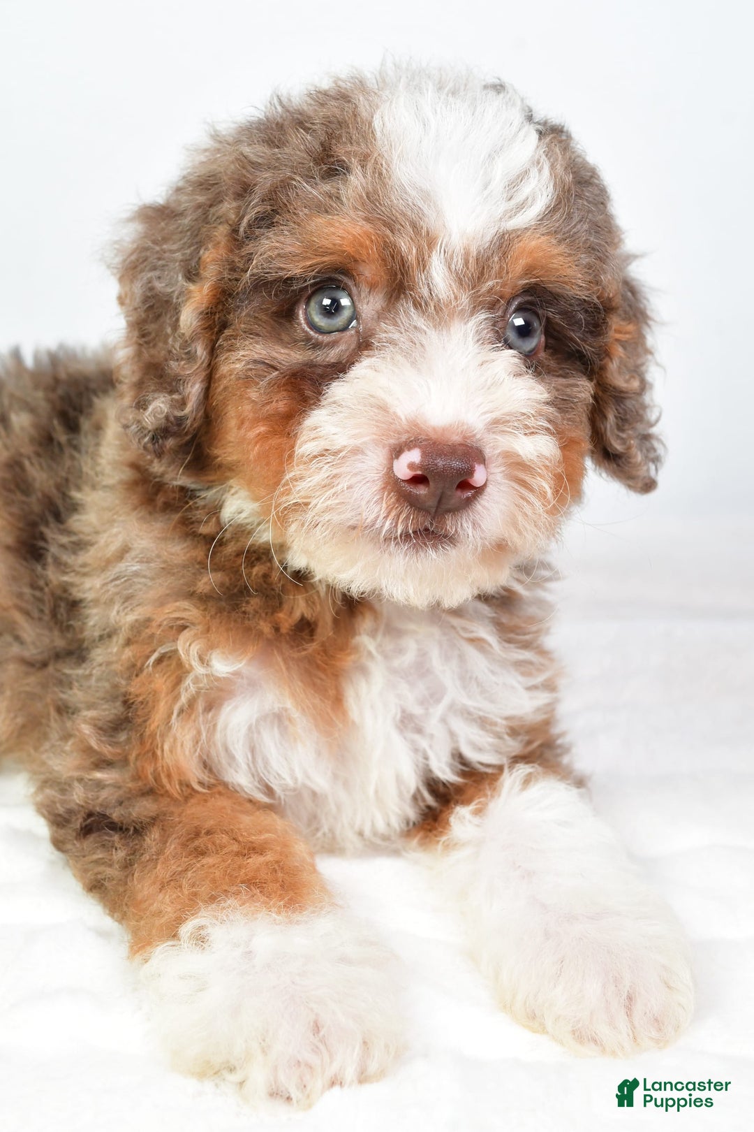 Mini Bernedoodle dogs for sale: Winston - Image 7
