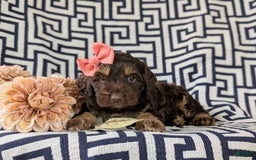Cockapoo dogs for sale: Charise - Image 6