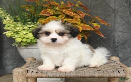 Malshi dogs for sale: Patrick - Image 3