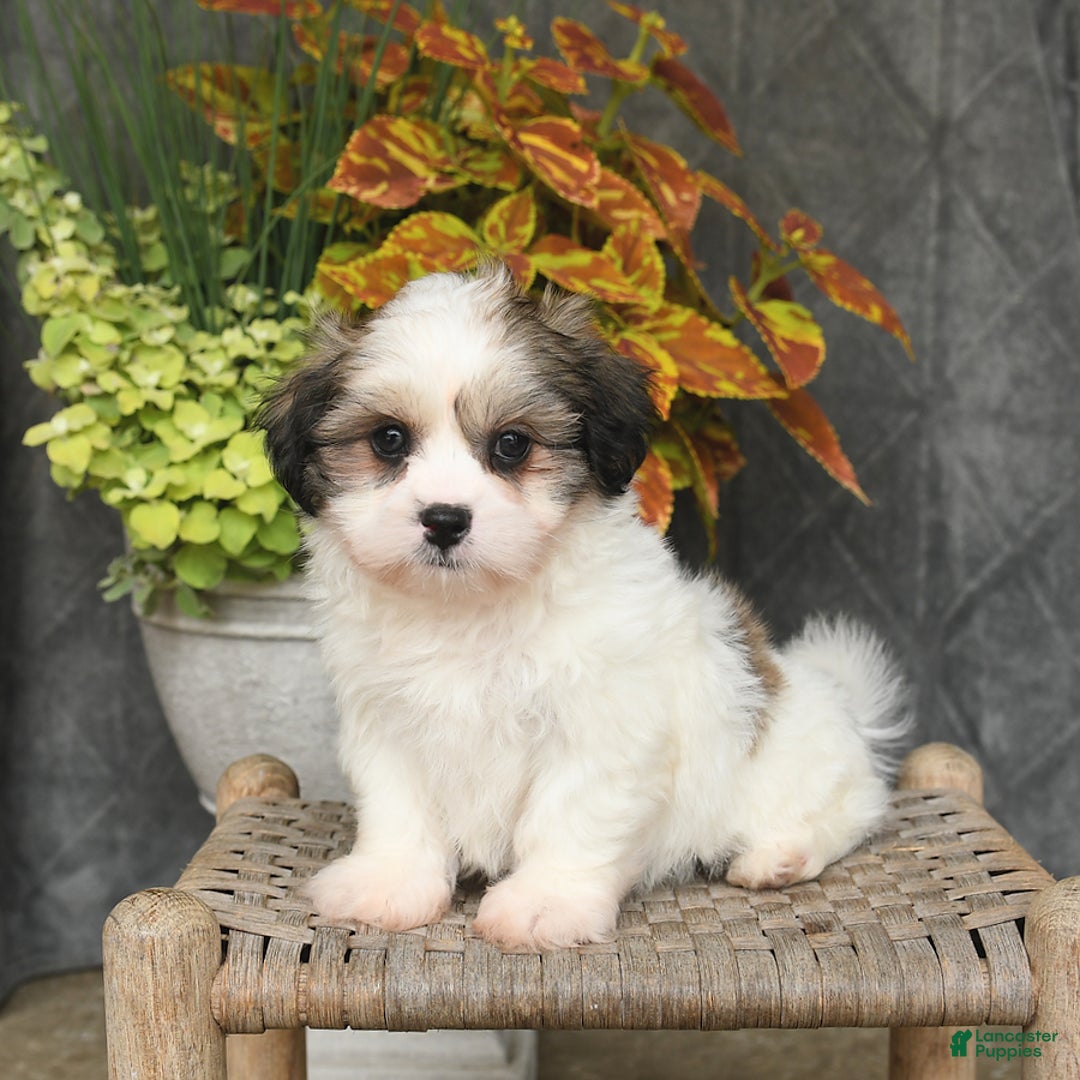 Malshi dogs for sale: Patrick - Image 3