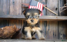 Yorkshire Terrier dogs for sale: Pippin - Image 3