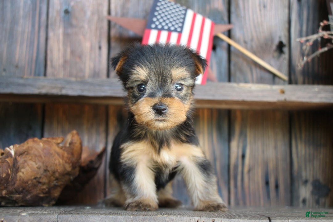 Yorkshire Terrier dogs for sale: Pippin - Image 3