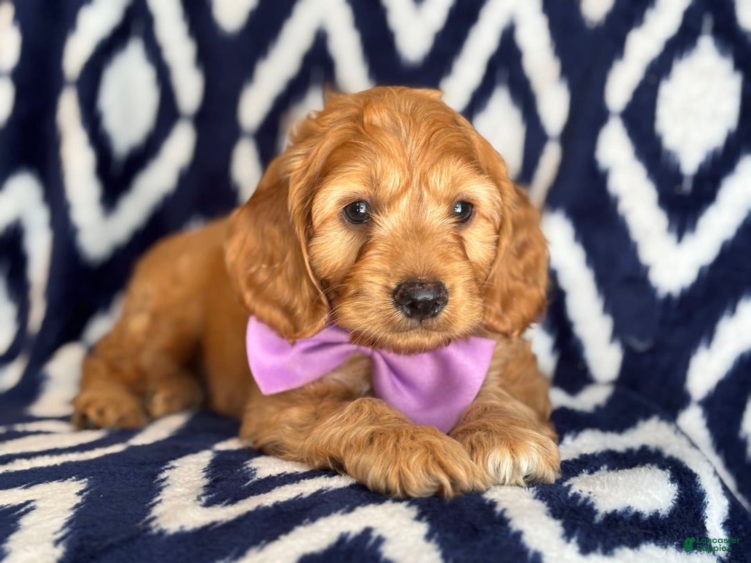 Cockapoo dogs for sale: Bubba - Image 3