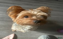 Morkie dogs for sale: Clover - Image 9