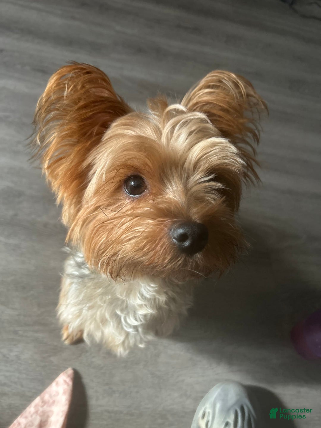 Morkie dogs for sale: Clover - Image 9