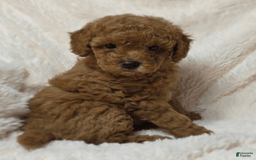 Maltipoo dogs for sale: Apple - Image 2