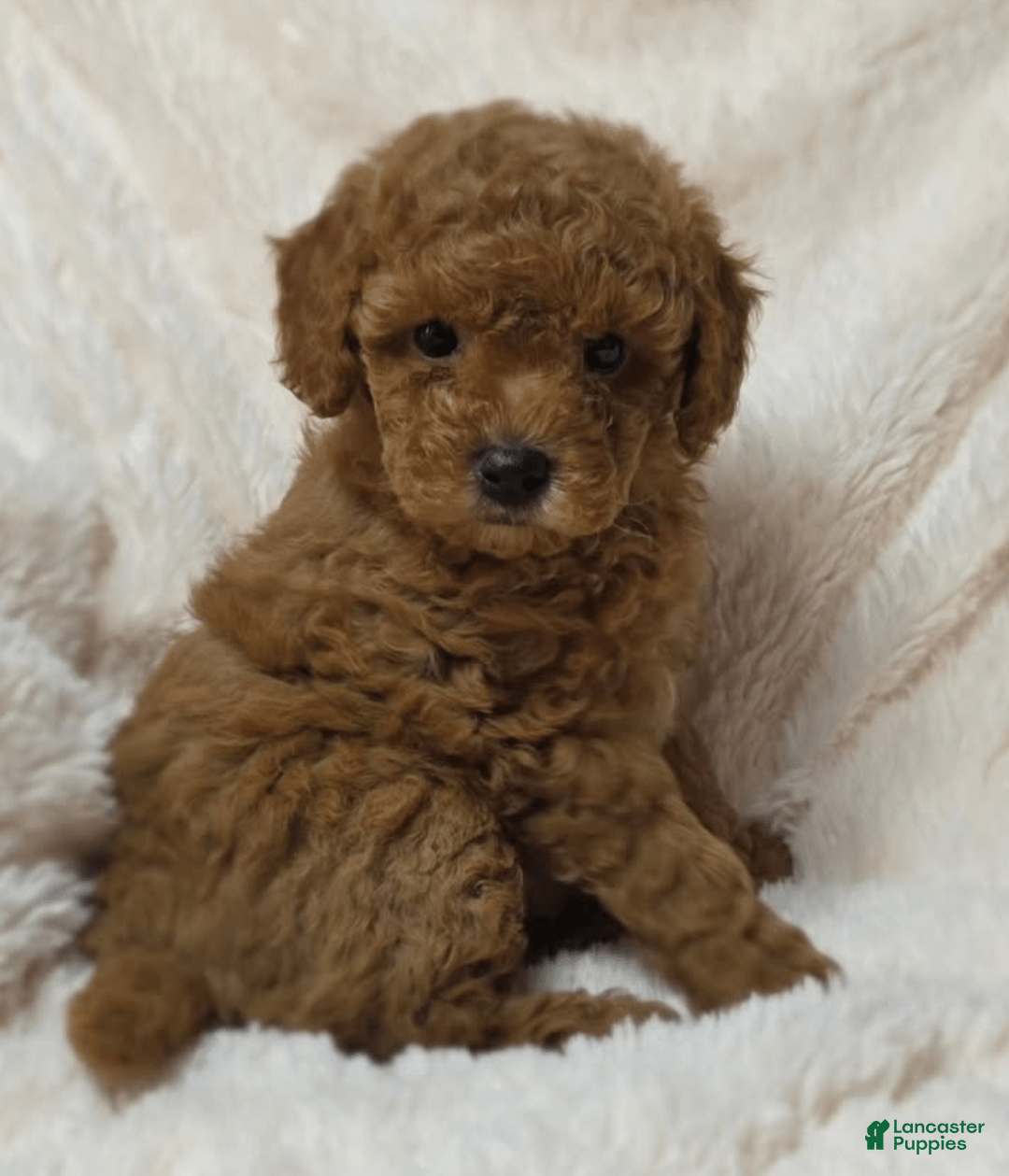 Maltipoo dogs for sale: Apple - Image 2