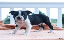 Boston Terrier dogs for sale: Edison - Image 1