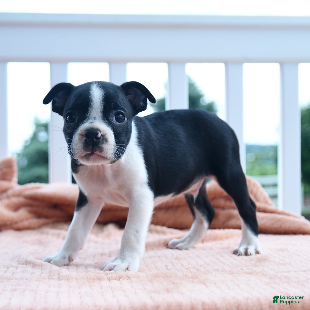 Boston Terrier dogs for sale: Edison - Image 1