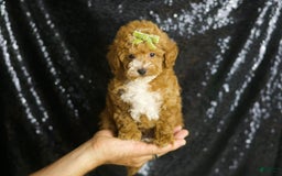 Toy Poodle dogs for sale: Flynn - Image 2
