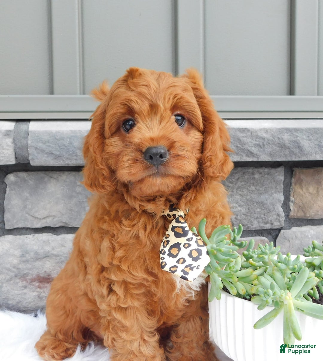 Cavapoo dogs for sale: Theo - Image 2