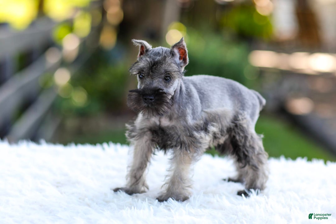 Miniature Schnauzer dogs for sale: Baxter - Image 7