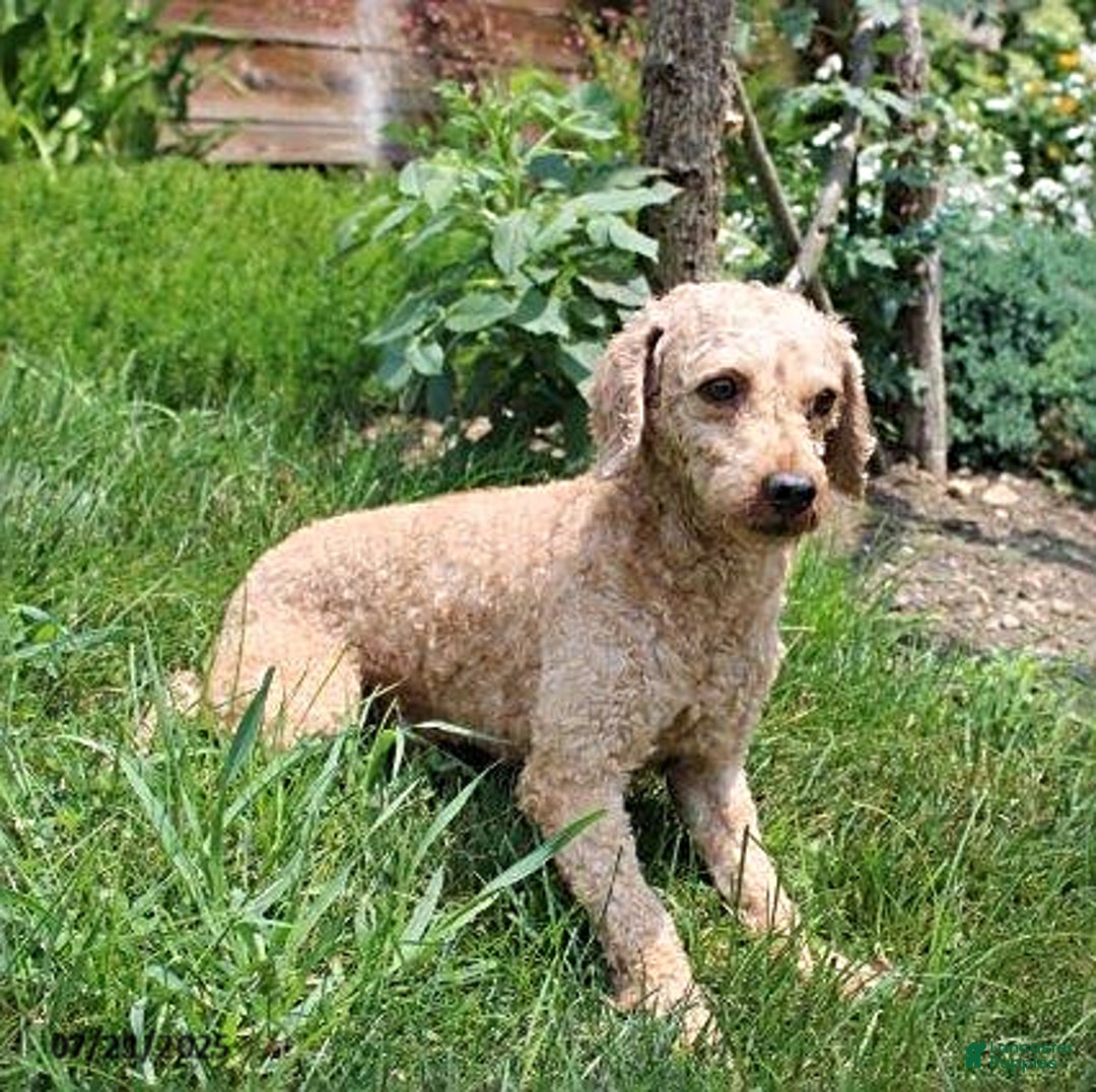 Cockapoo dogs for sale: Oscar - Image 6