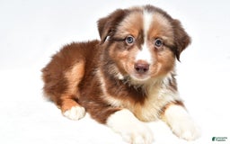 Miniature Australian Shepherd dogs for sale: Toby - Image 6