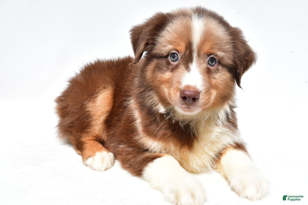 Miniature Australian Shepherd dogs for sale: Toby - Image 6