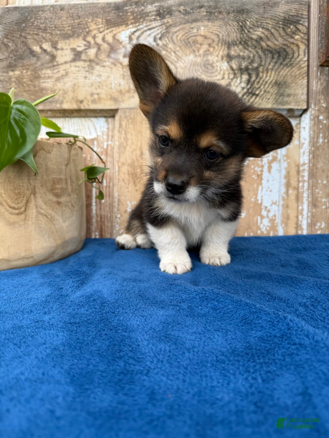 Welsh Corgi Pembroke dogs for sale: Chester - Image 6