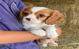 Cavalier King Charles Spaniel dogs for sale: Sonny - Image 1