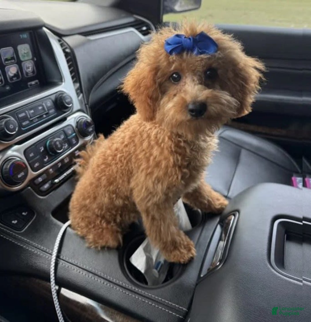 Mini Goldendoodle dogs for sale: Ami - Image 2