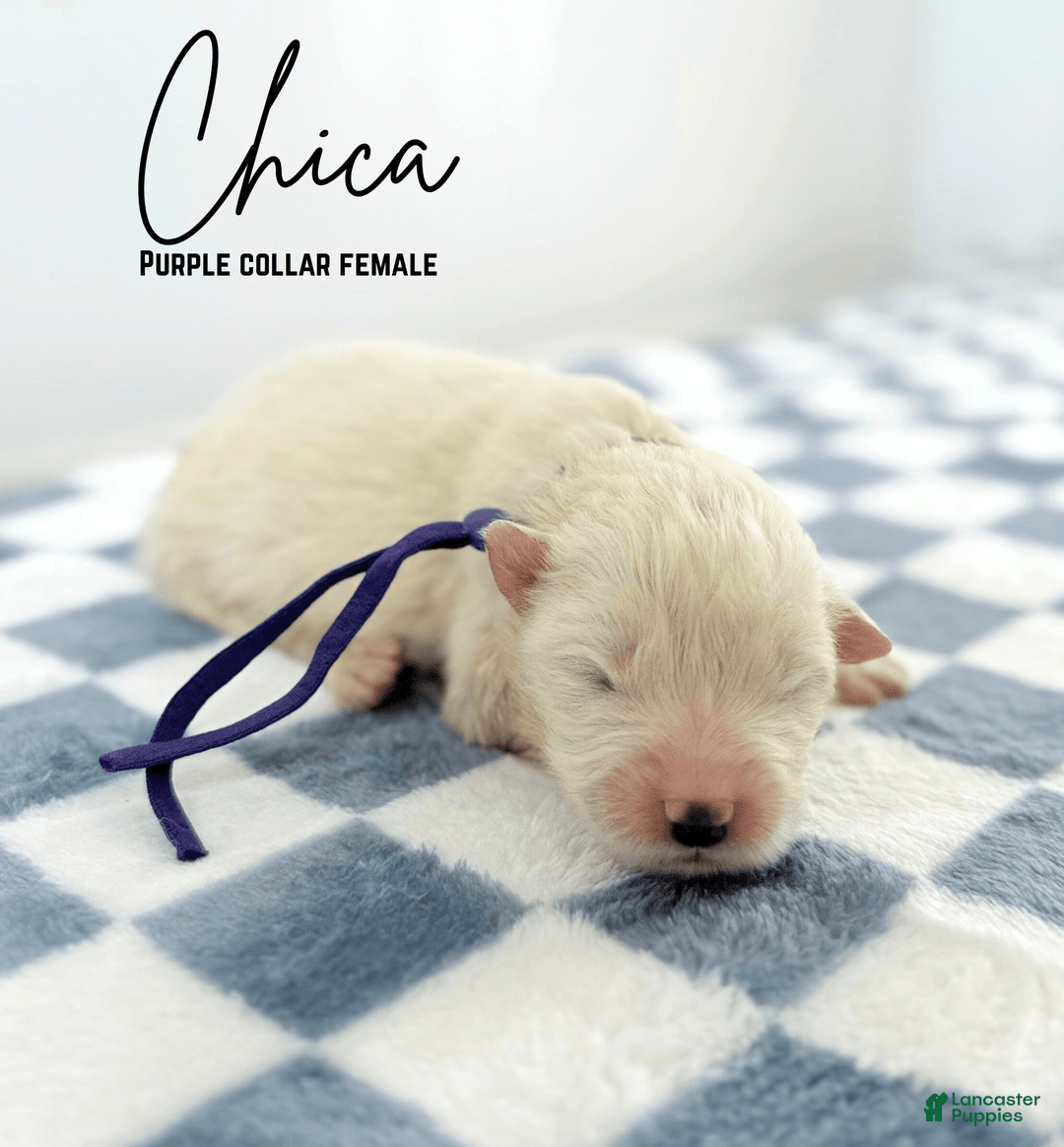 Samoyed dogs for sale: Chica - Image 2