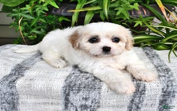 Cavachon dogs for sale: Maya - Image 5