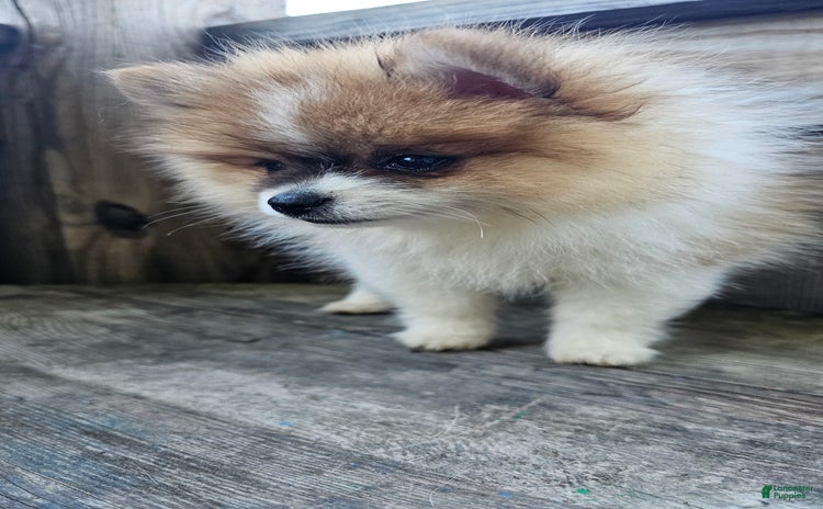 Pomeranian dogs for sale - Ad 2