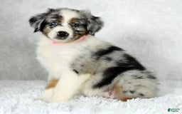 Miniature Australian Shepherd dogs for sale: Jewel - Image 4