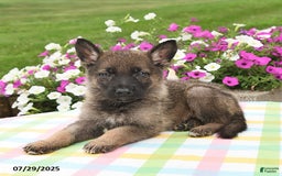 German Shepherd dogs for sale: Maverick - Image 1