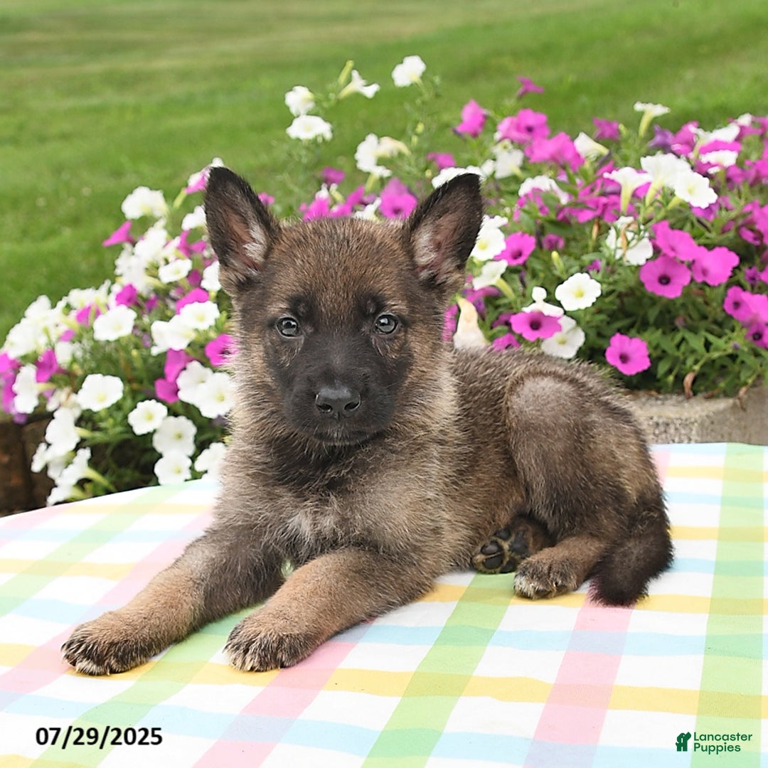 German Shepherd dogs for sale: Maverick - Image 1