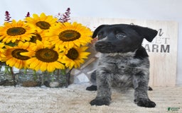 Australian Cattle Dog dogs for sale: Roxie - Image 3