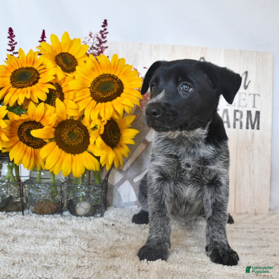Australian Cattle Dog dogs for sale: Roxie - Image 3