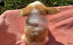 Welsh Corgi Pembroke dogs for sale: Welsh Corgi (Pembroke) 3 puppies - Image 5