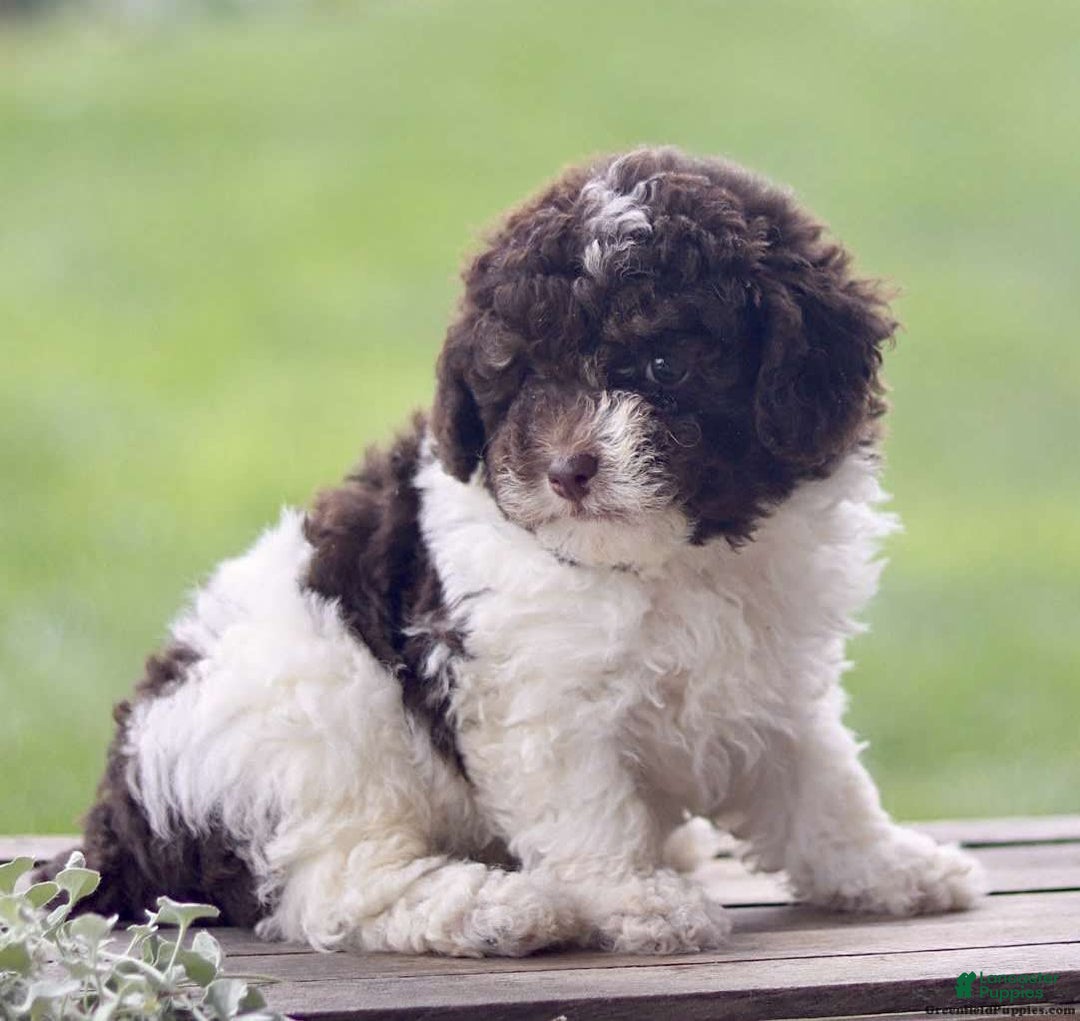 Toy Poodle dogs for sale: Hayes - Image 1