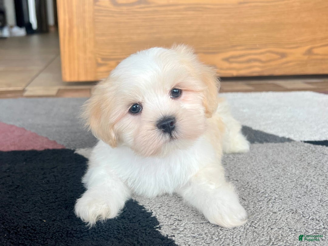 Lhasa Apso dogs for sale: Beau - Image 7