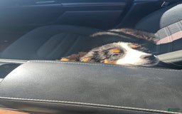Bernese Mountain Dog dogs for sale: Boe - Image 1