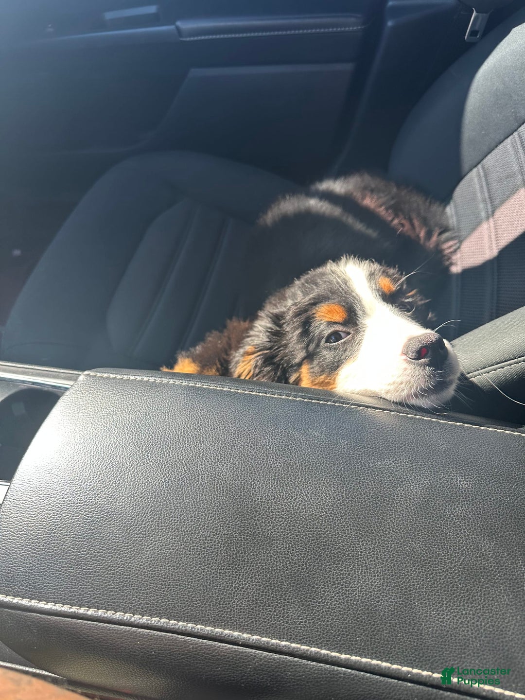 Bernese Mountain Dog dogs for sale: Boe - Image 1