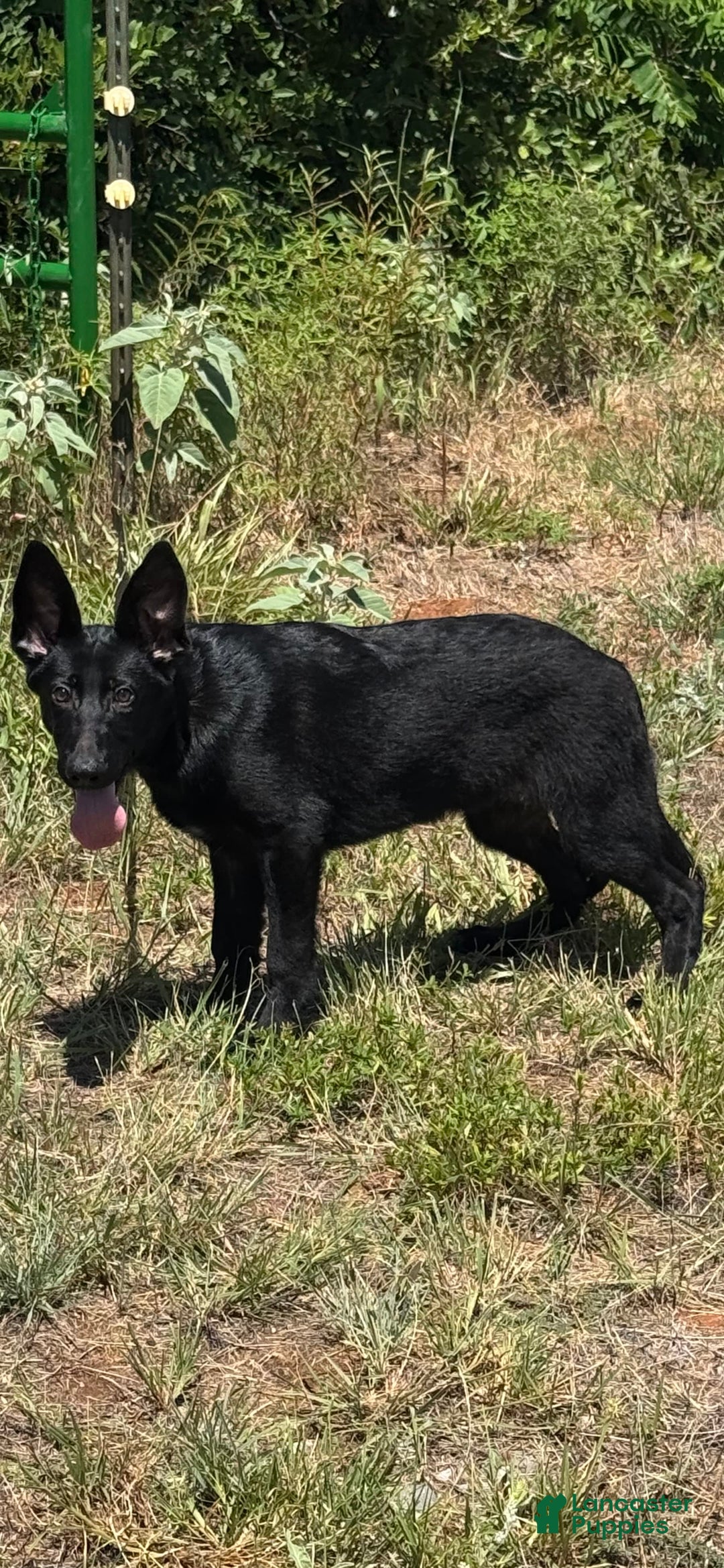 German Shepherd dogs for sale: Jaydah - Image 2
