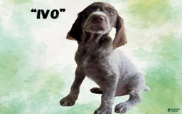 German Wirehaired Pointer dogs for sale: Ivo - Image 2