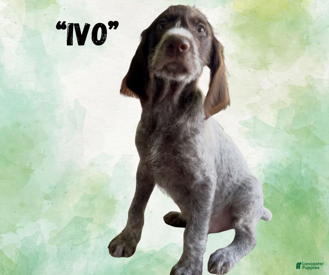 German Wirehaired Pointer dogs for sale: Ivo - Image 2
