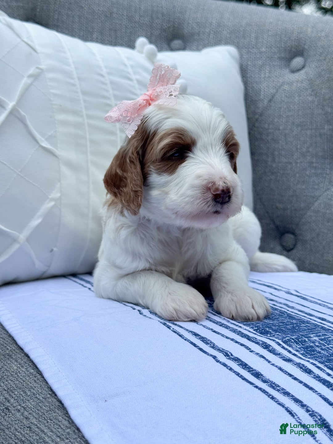 Goldendoodle dogs for sale: Alice - Image 16