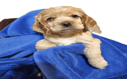 Cocker Spaniel dogs for sale: Sunshine - Image 1